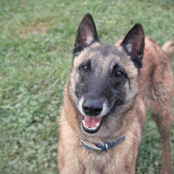 Saesar PAA24157 — Malinois