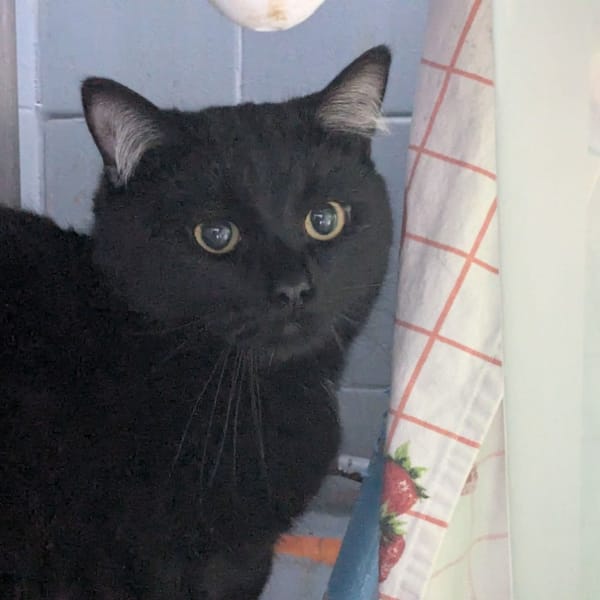 SCOOBYDOO — Européen