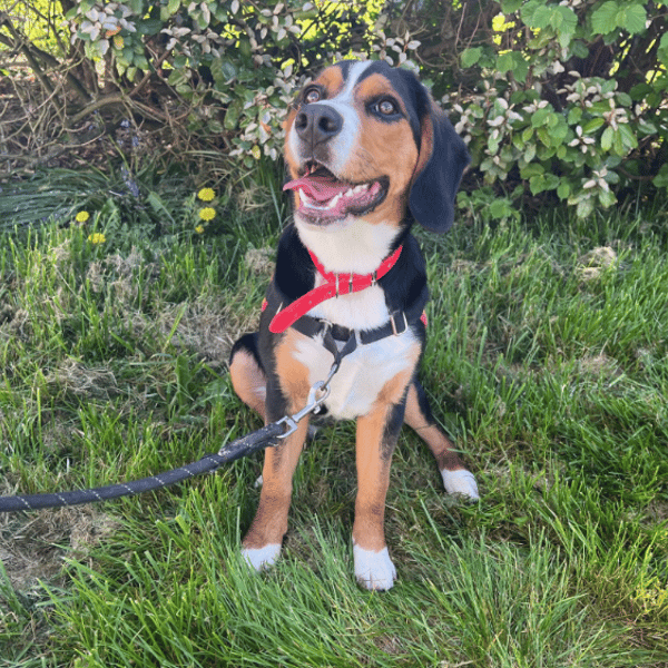 AVANA — Croisé / Autre