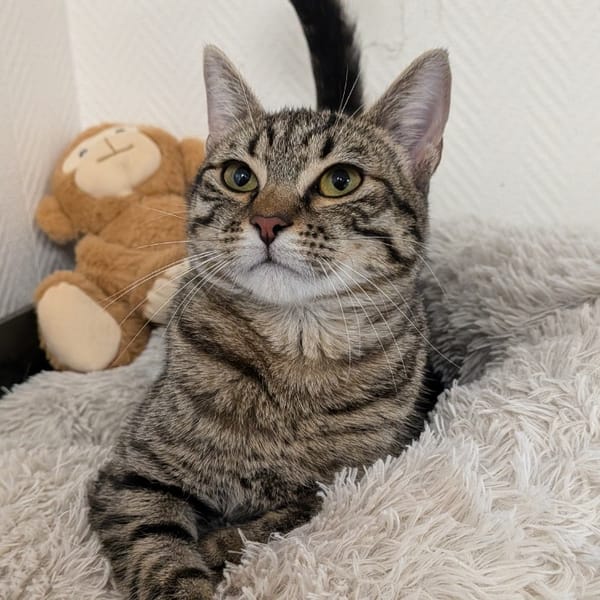 KEHOPA — Européen