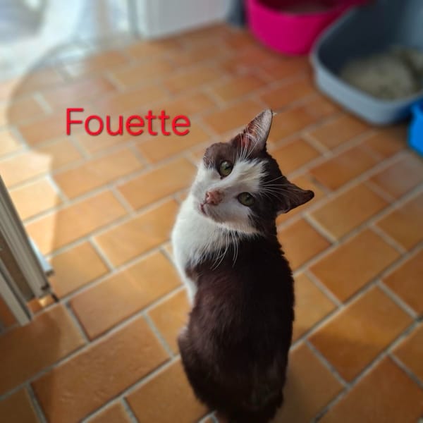 Fouette — Européen