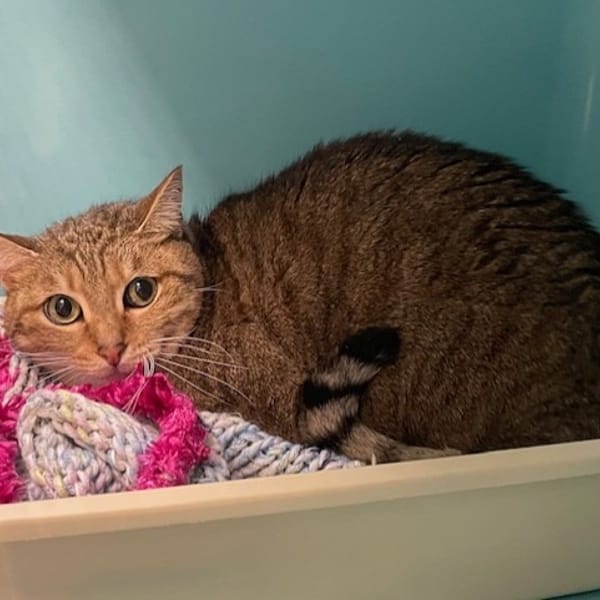 PAPRIKA — Européen