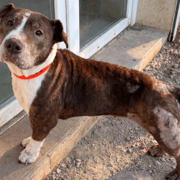 ANA PAA24184 ex NALA — Croisé / Autre