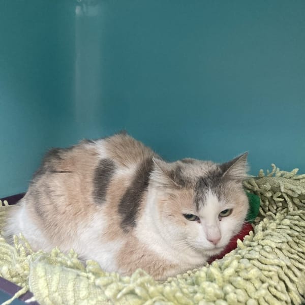 NOISETTE — Européen