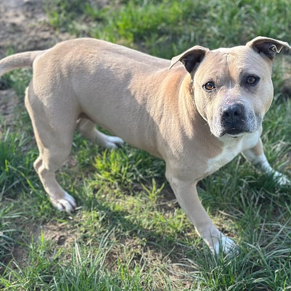 ASIA — American Staffordshire