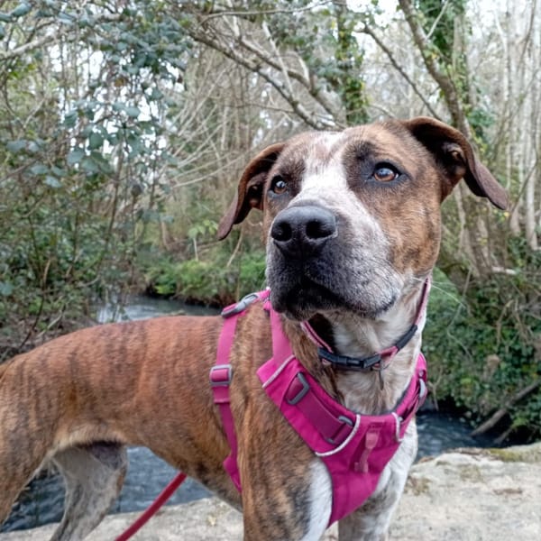 WYATT — Croisé / Autre