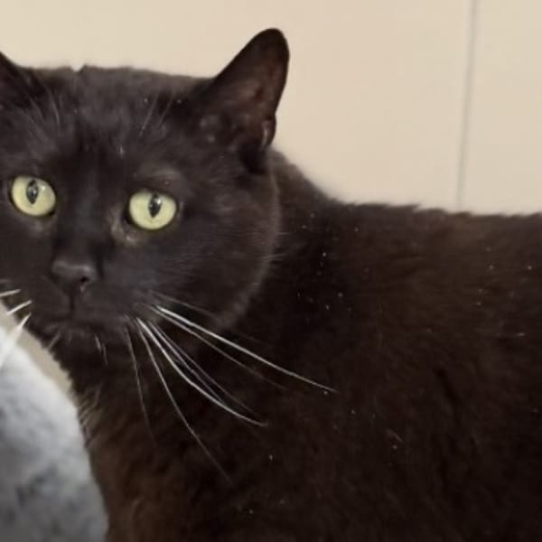 Tortank CAB5398 — Européen