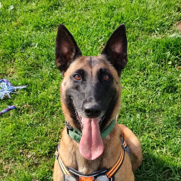 STORMY QCN — Malinois