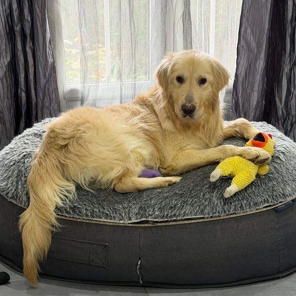 OLIVER — Golden Border Retriever