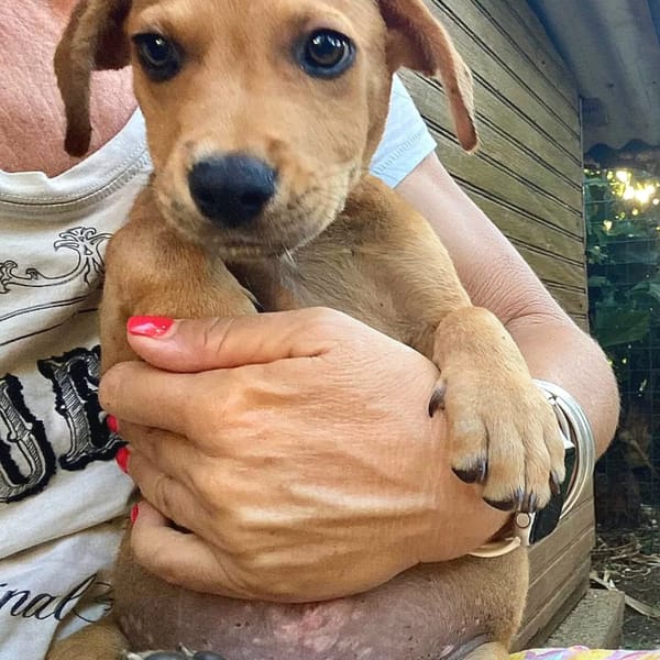 ✨️ PACO ✨️ 🐶 — Croisé