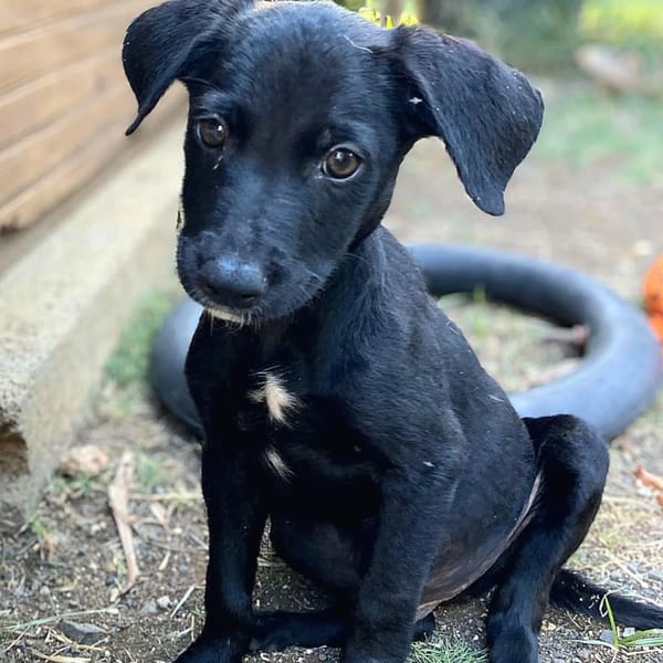 ✨️ MAKI ✨️ 🐶 — Unknown