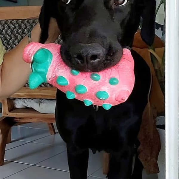 ✨️ TAORMINE ✨️ 🐶 — Unknown