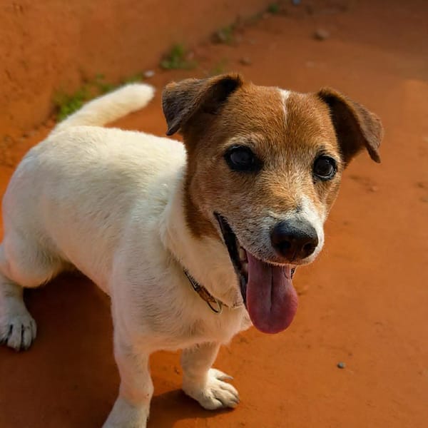 RUDY la boule d'énergie — Croisé