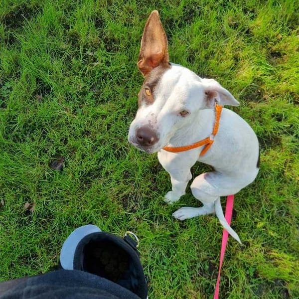 Neo, Mâle, X Berger, né le 01/01/2025 🐶 — Croisé