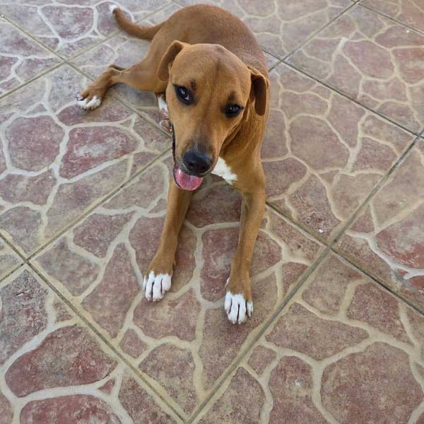 Frisky, Mâle, X Berger, né le 01/04/2025 🐶 — Croisé