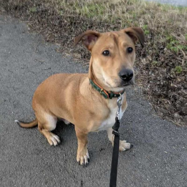 Bosko, mâle X berger né le 10/12/2024 — Croisé