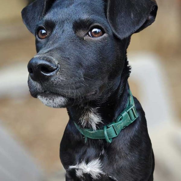 Stormy, mâle, berger créole, né le 15/11/2025 — Croisé