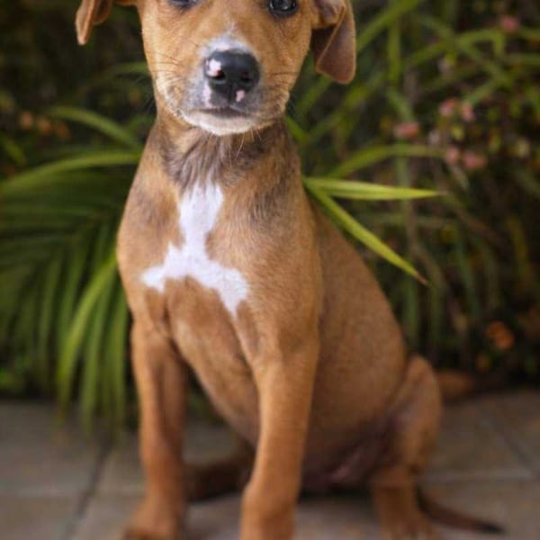 Miko, mâle, X Berger, né le 10/12/2025🐶 — Croisé