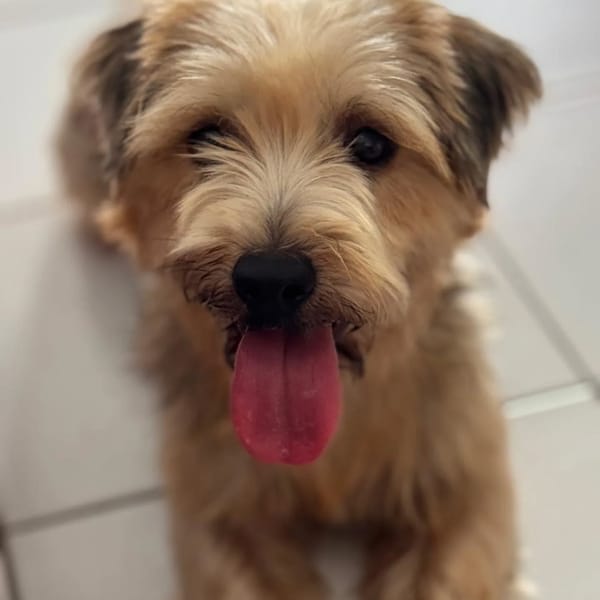 ✨️ VAHINÉ ✨️ 🐶 — Yorkshire Terrier