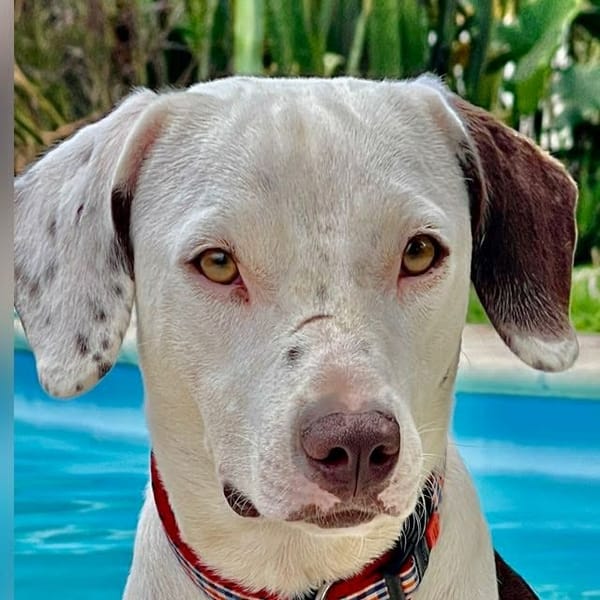 ✨️ DENISE ✨️ 🐶 — Unknown