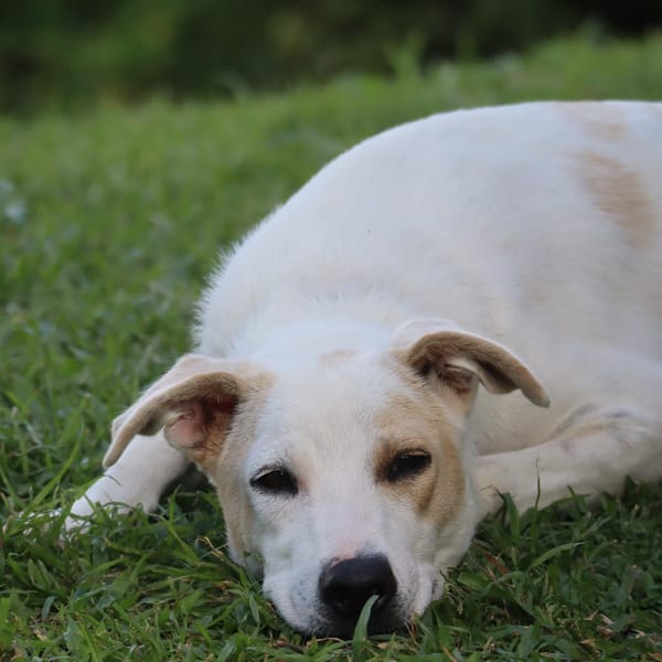 Howdi, chiot berger créole — Croisé