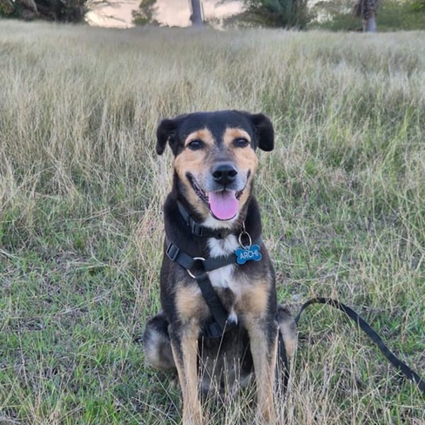 BOLT, Chien adulte Berger Créole — Croisé