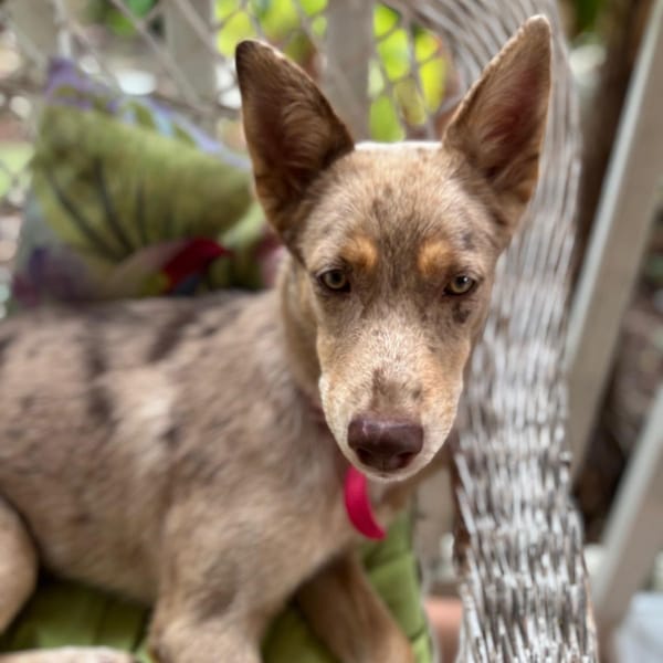 KAYA, une petite chienne en or cherche sa famille — Croisé