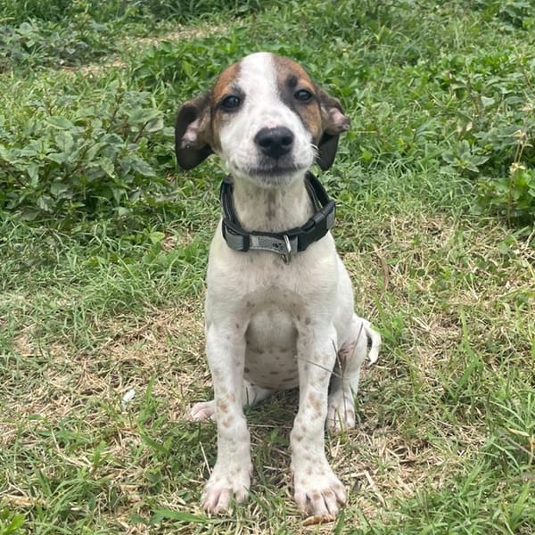 KIRBY, une boule d’amour à 4 pattes ! — Croisé