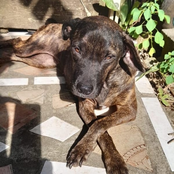 CHIPIE, Berger Créole Femelle — Croisé