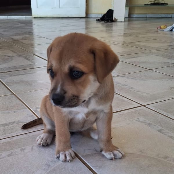 MYDEE, petit cœur à quatre pattes, cherche sa famille ! — Croisé