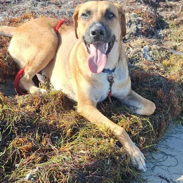 GUELIA la joie de vivre — Croisé