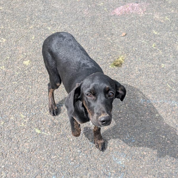 ALOE, chiot Berger Créole, femelle — Croisé