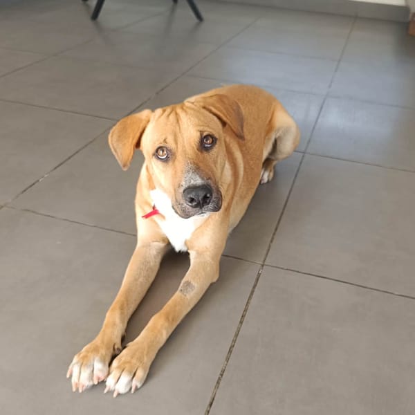 ATCHI, Mâle junior Berger Créole — Croisé