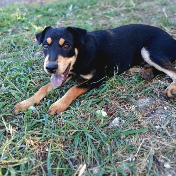 NOTO ✨️ 🐶 — Croisé