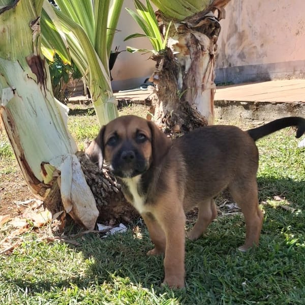 RAYLEUR, Chiot Berger Créole mâle — Croisé