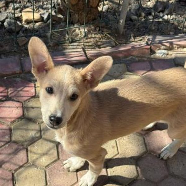 Süße Zeeva🌺 sucht liebevolles Heim — Mix 37 Cm