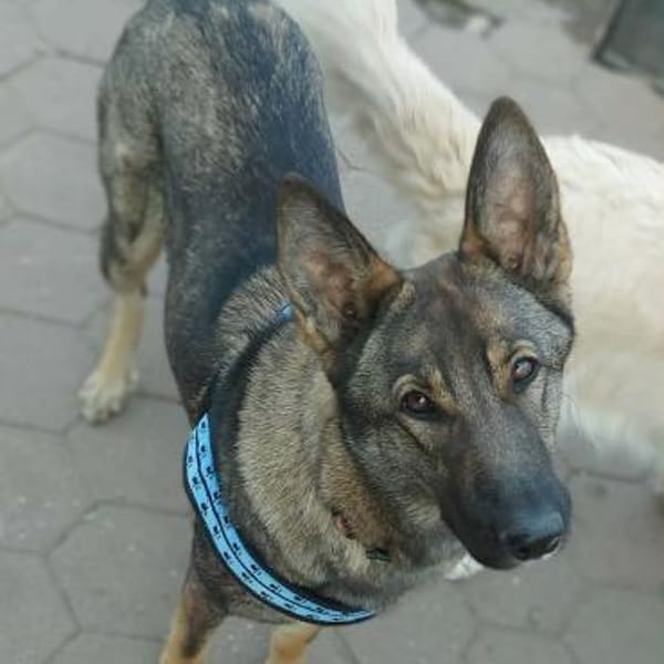 Zuhause gesucht für Lucky — Unbekannt