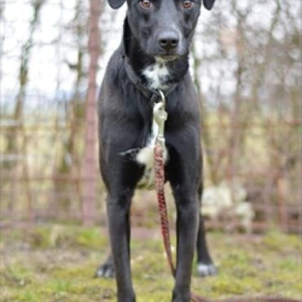 Liebes Mädchen Berta sucht eine Familie — Labradormischling