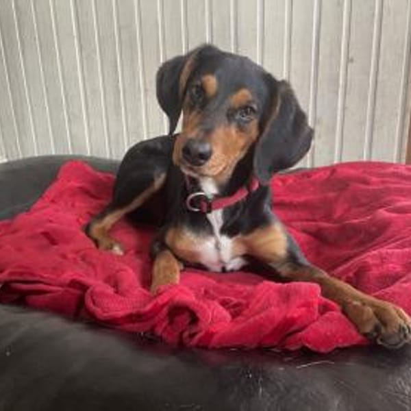 Xenon wünscht sich seine Familie — Mischling