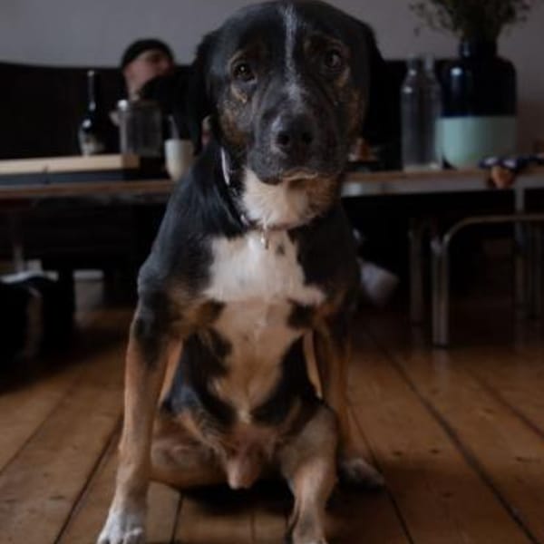 Elian - Toller Herzenshund sucht Zuhause — Mischling