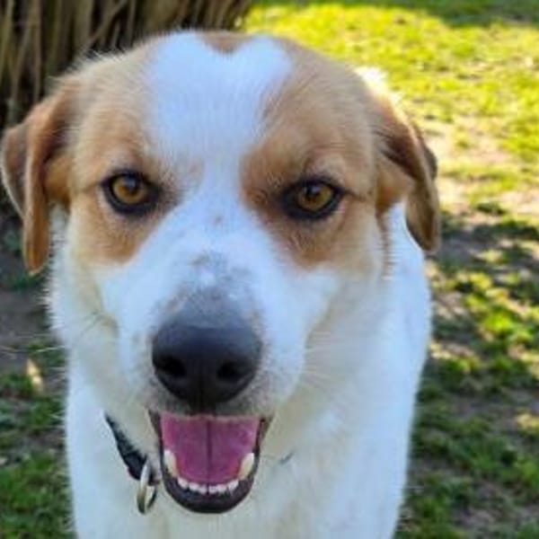 BRAJA-hübsche, Gute-Laune-Hündin, 54 cm — Mischling