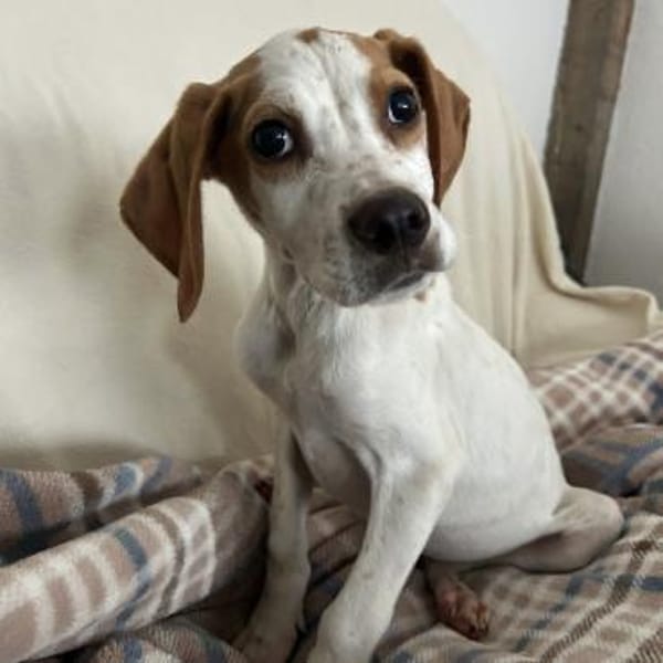 Elmo - toller Junghund sucht Familie — Englisch-pointer