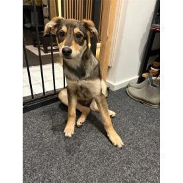 Niclas - wartet in 07751 Großpürschütz — Shund