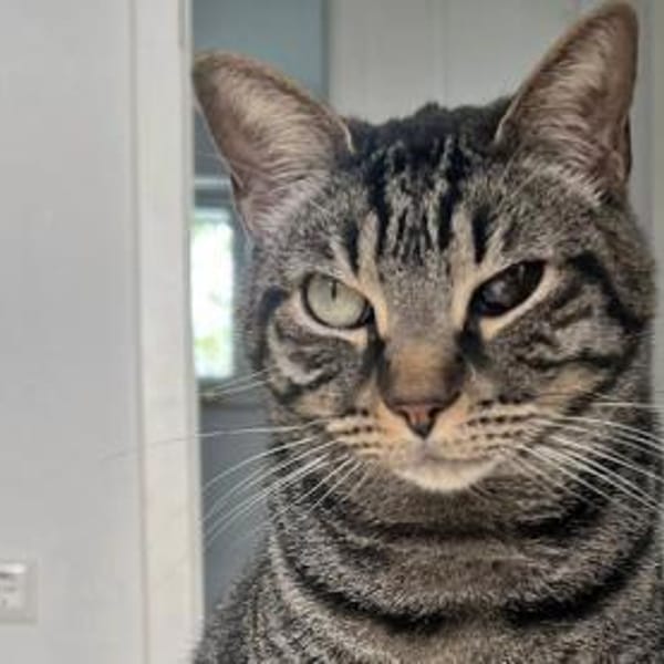 Antonio hofft auf seine neue Chance — Europäisch Kurzhaar