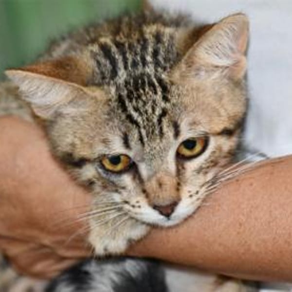 Priscilla sucht eigenes Körbchen — Europäisch Kurzhaar