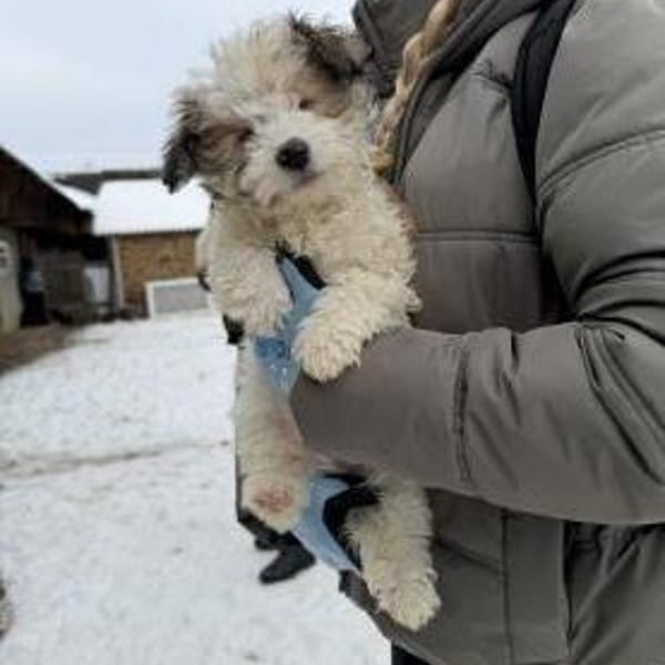 Pino - Zuhause gesucht — Pudel