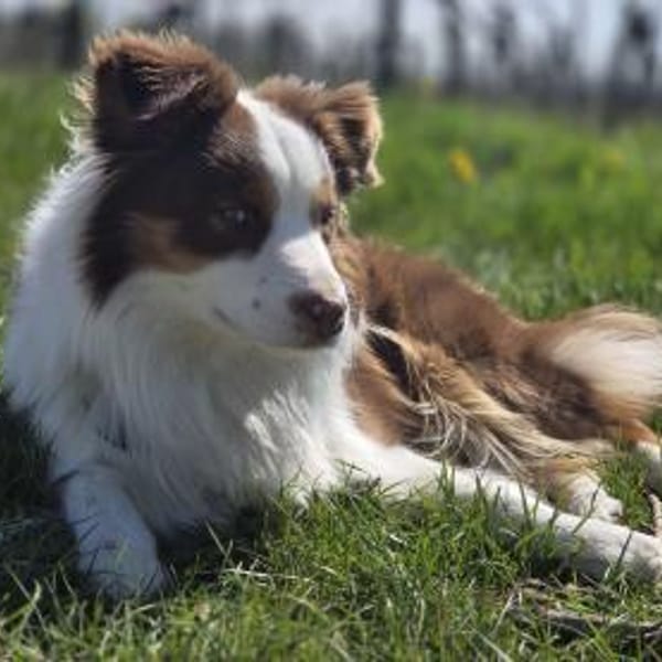 Der tolle Rüde Budy — Mini Australian Shepherd
