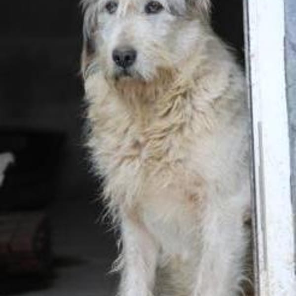 Luc - zutraulicher, aparter Rüde — Bearded-c
