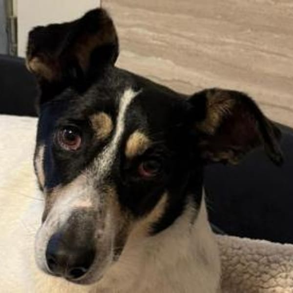 AMANDA-fröhliche,menschenbezogene Hündin — Mischling