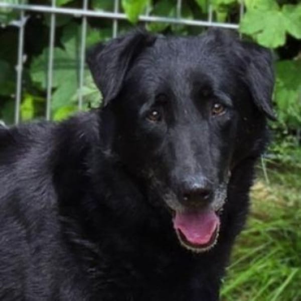 KARAM sucht Familienanschluss — Flat Coated Retriever